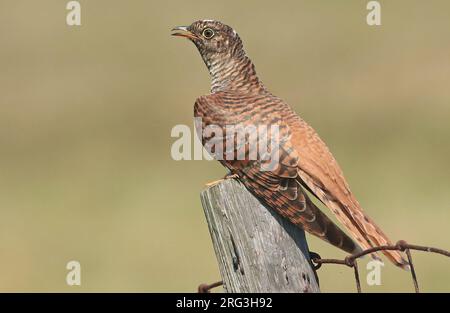 Cuckoo comune (Cuculus canorus), giovane in morfa marrone seduto su un palo, visto da un lato. Foto Stock