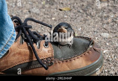 Barn Swallow (Hirundo rustica rustica), una pulcino di recente successo che è atterrata su una scarpa su una strada in Danimarca Foto Stock