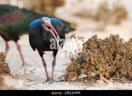 Immaturo Northern Bald Ibis (Geronticus eremita) sulla costa vicino a Tiri, Marocco. Conosciuto anche come Hermit Ibis o Waldrapp. Foto Stock