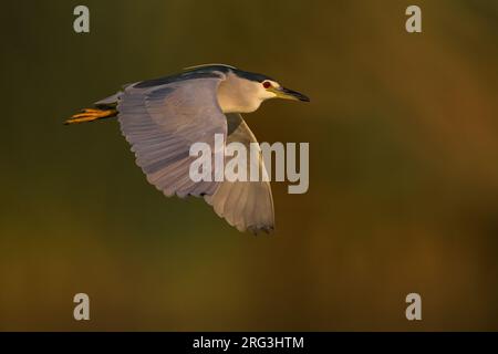 Volwassen Kwak in vlucht; adulto notte Heron in volo Foto Stock