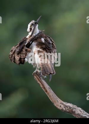 Osprey, Pandion haliaetus, Paesi Bassi. Adulto prematuro. Foto Stock