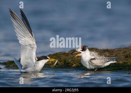 Piccola Terna adulta (Sternula albifrons) che dà da mangiare è pulcino nel Mar Mediterraneo in Italia. Foto Stock