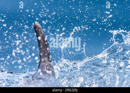 Pinna dorsale di un delfino a naso di bottiglia (Delphinus truncatus) che nuota tra le onde e gli schizzi, con uno sfondo blu, in Bretagna, Francia. Foto Stock