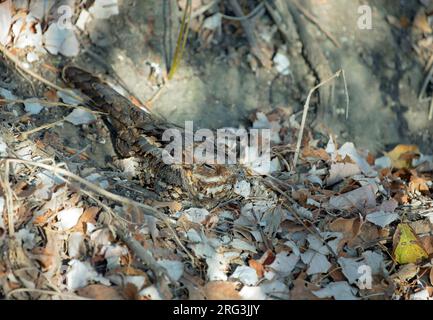 Nightjar dal collo rosso, Caprimulgus ruficollis, che in autunno in Spagna sfoggiava su lettiere di foglie. Foto Stock