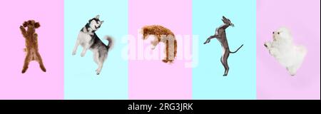 Collage artistico creativo composto da deliziosi cani che saltano su uno sfondo color rosa pastello e blu. Foto Stock