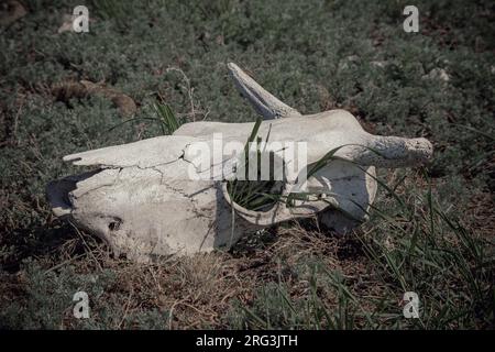 Un teschio bianco essiccato con corna e occhielli vuoti nell'erba. teschio di mucca steso a terra contro l'erba. Struttura ossea. Morte di a Foto Stock