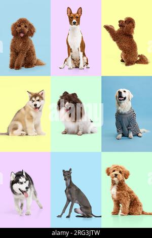 Collage artistico creativo composto da ritratti i cani sembrano felici su uno sfondo di colore pastello. Rosa, giallo, verde e blu. Foto Stock