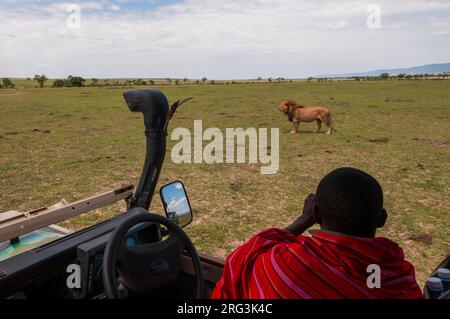 Una guida safari Masai che scatta foto di un vecchio leone maschio, Panthera leo. Masai Mara National Reserve, Kenya. Foto Stock