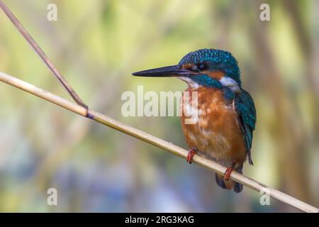 IJsvogel zittend op een rietstengel; Comune Kingfisher appollaiato nel pettine Foto Stock