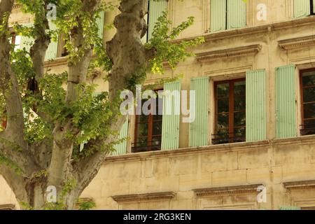 Arancio, Vaucluse, Francia - albero di sicomoro Pollarded con persiane provenzali turchesi chiare dietro Foto Stock