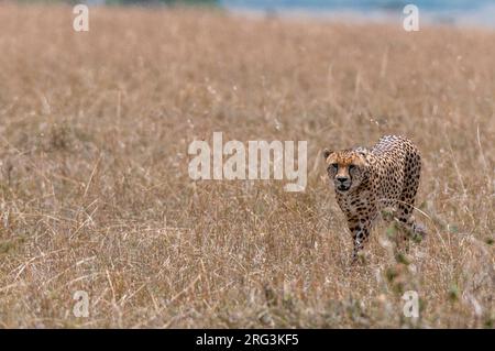 Un ghepardo, Acinonyx jubatus, camminando in erba alta. Masai Mara National Reserve, Kenya. Foto Stock