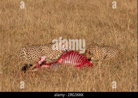 Due ghepardi, Acinonyx jubatus, che si nutrono di una uccisione più selveta. Masai Mara National Reserve, Kenya. Foto Stock