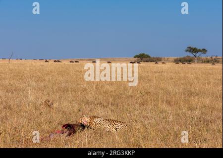 Due ghepardi, Acinonyx jubatus, che si nutrono di una uccisione più selveta. Masai Mara National Reserve, Kenya. Foto Stock