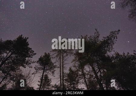 Il cielo notturno visto sopra gli alberi di una foresta, nelle colline di Haldon, vicino a Exeter, Devon, Gran Bretagna. Foto Stock