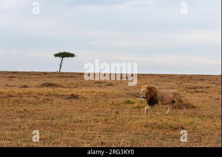 Un leone maschio, Panthera leo, pattugliando la savana. Masai Mara National Reserve, Kenya. Foto Stock