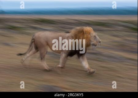 Ritratto di un leone maschio, Panthera leo, corsa. Masai Mara National Reserve, Kenya. Foto Stock