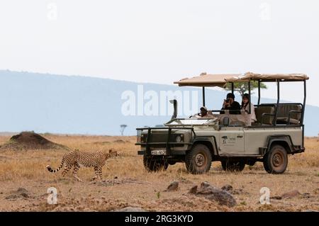 I turisti scattano foto di un ghepardo, Acinonyx jubatus, camminando su un veicolo safari. Masai Mara National Reserve, Kenya. Foto Stock