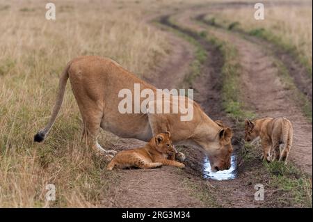 Una leonessa, Panthera leo, e cubs acqua potabile raccolti in una pista di pneumatico. Masai Mara National Reserve, Kenya. Foto Stock