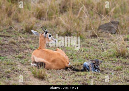 Una gazzella di Thomson, Gazella thomsonii, con la sua placenta neonato e ancora attaccata. Masai Mara National Reserve, Kenya. Foto Stock