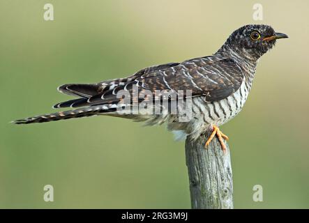 Cuckoo comune immaturo (Cuculus canorus) durante la migrazione autunnale nei Paesi Bassi. Foto Stock