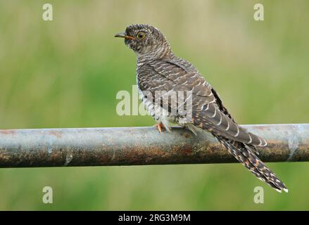 Cuckoo comune immaturo (Cuculus canorus) durante la migrazione autunnale nei Paesi Bassi. Foto Stock