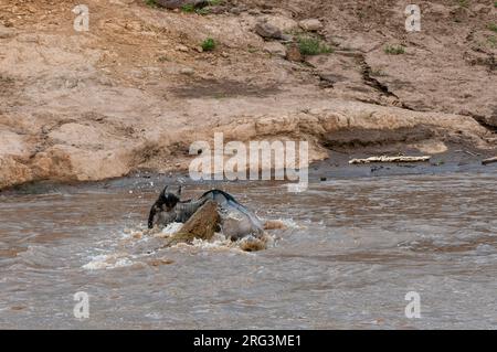 Un coccodrillo del Nilo, Crocodilus niloticus, attaccando un wildebeest, Connochaetes taurinus, attraversando il fiume Mara. Fiume Mara, Riserva Nazionale Masai Mara Foto Stock
