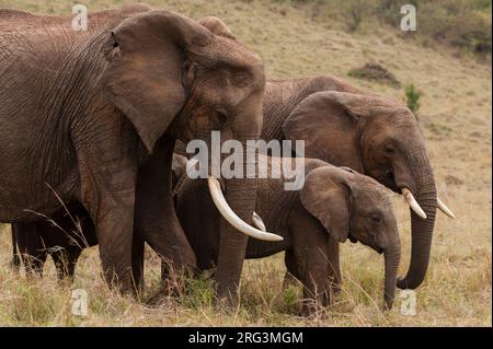 Elefanti africani, Loxodonta africana, pascolo fianco a fianco. Masai Mara National Reserve, Kenya. Foto Stock