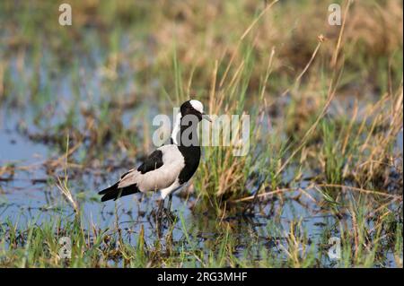 Ritratto di una lappata di fabbro, o di una plover di fabbro, Vanellus armatus, in una zona umida. Savute Marsh, Chobe National Park, Botswana. Foto Stock