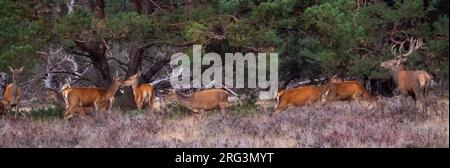 Red, Deer; Cervus elaphus; nella stagione di taglio un cervo maschio sta allevando otto hinds. Il maschio ha delle corna molto ben sviluppate Foto Stock