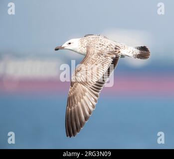 Gabbiano immaturo del Caspio (Larus cachinnans) al mare del Nord al largo di Scheveningen, Paesi Bassi. Foto Stock