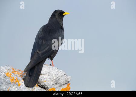 Tosse alpina (Pyrhocorax graculus), adulto in piedi su una roccia, Trentino-Alto Adige, Italia Foto Stock
