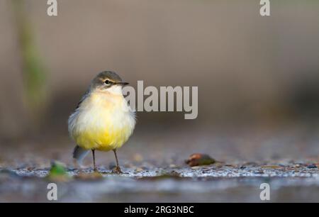 Grigio - Wagtail Gebirgsstelze - Motacilla cinerea ssp. cinerea, Germania, 1cy Foto Stock