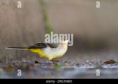 Grigio - Wagtail Gebirgsstelze - Motacilla cinerea ssp. cinerea, Germania, 1cy Foto Stock