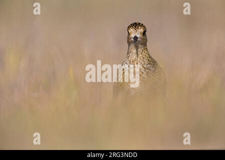 Juveniele Goudplevier; capretti Euopean Golden Plover Foto Stock