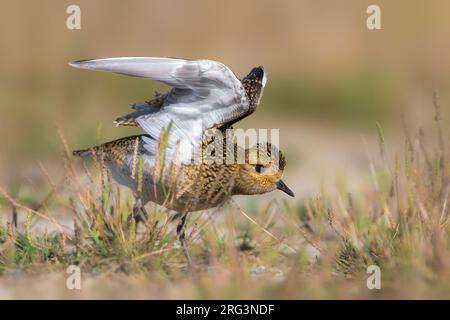 Juveniele Goudplevier; capretti Euopean Golden Plover Foto Stock