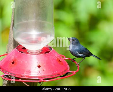 Maschio immaturo Flowerpiercer bianco-sided (Diglossa albilatera) presso la riserva di Rio Blanco in Colombia. Appollaiato su un alimentatore di zucchero. Foto Stock