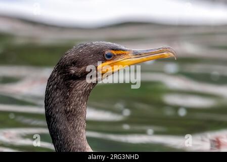 Primo inverno Cormorano a doppia cresta (Phalacrocorax auritus) che nuota vicino al porto principale di Corvo, Azzorre, Portogallo. Foto Stock