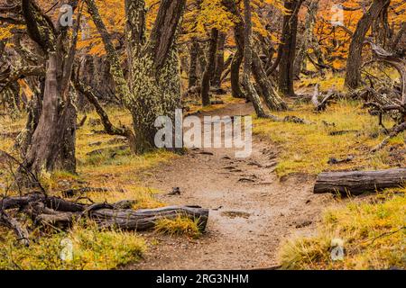 Alberi umidi lungo un sentiero panoramico nella foresta autunnale vicino a El Chalten nel Parco Nazionale Los Glaciares, Argentina, Patagonia, Sud America Foto Stock