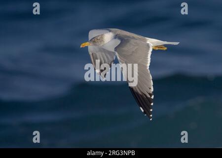 Atlantische Geelpootmeeuw; atlantica giallo-Gabbiano zampe Foto Stock