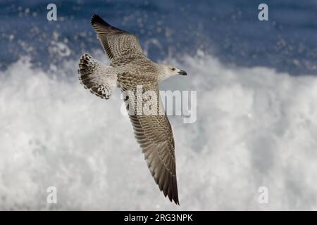 Onvolwassen Grote Mantelmeeuw, in vlucht; immaturo grande nero-backed Gull in volo Foto Stock