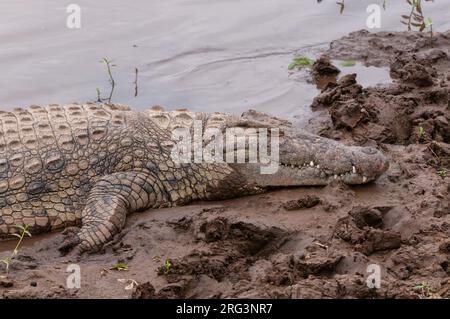 Un coccodrillo del Nilo, Crocodilus niloticus, adagiato su una riva del fiume Mara. Fiume Mara, Riserva Nazionale Masai Mara, Kenya. Foto Stock