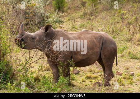 Ritratto di un raro rinoceronte bianco, Cerototerium simium. Masai Mara National Reserve, Kenya. Foto Stock