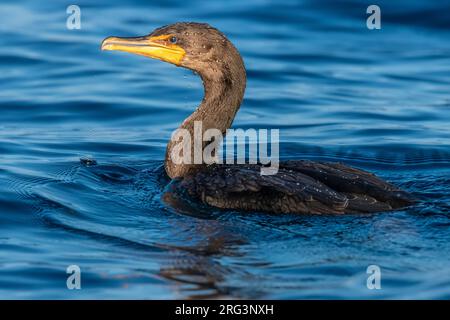 Primo inverno Cormorano a doppia cresta (Phalacrocorax auritus) che nuota vicino al porto principale di Corvo, Azzorre, Portogallo. Foto Stock