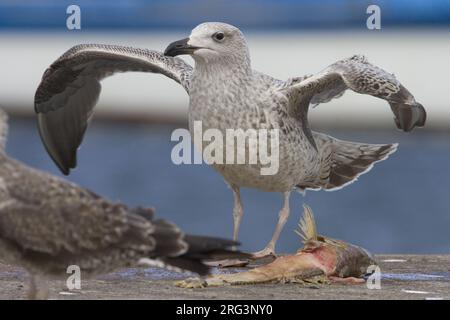 Jonge Grote Mantelmeeuw fouragerend in paradiso; giovani grande nero-backed Gull rovistando nel porto Foto Stock