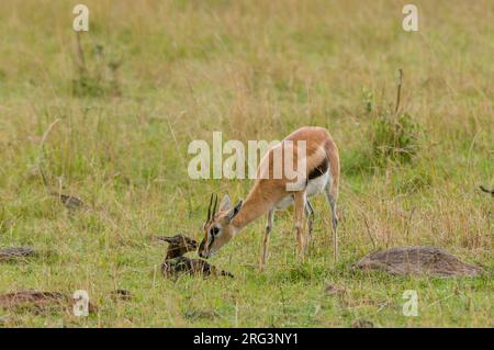 Una gazzella di Thomson con il suo neonato, Gazella thomsoni. Masai Mara National Reserve, Kenya. Foto Stock