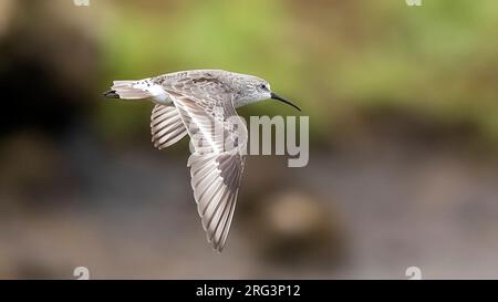 Adulto che muta per il piumaggio invernale Curlew Sandpiper (Calidris ferruginea) in volo nella cava di Cabo da Praia, Cabo da Praia, Terceira, Azzorre, Portogallo. Foto Stock