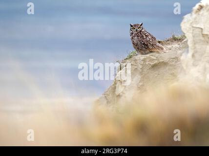 Gufo cornuto Magellanico (Bubo magellanicus) in Tierra del Fuego, Cile. Riposa su una roccia durante il giorno. Foto Stock