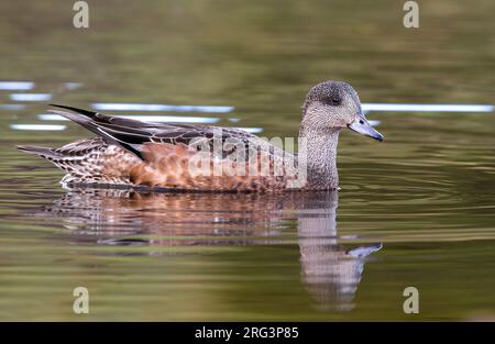 American Wigeon; Anas americana; Mareca americana Foto Stock