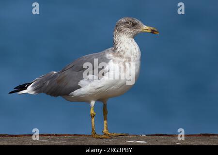 Atlantische geelpootmeeuw, atlantico giallo-Gabbiano zampe Foto Stock