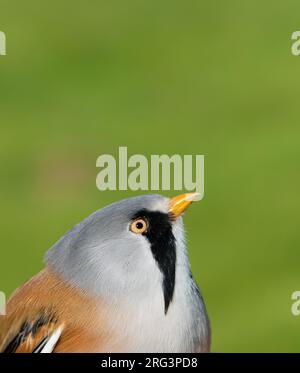Primo piano maschile di Bearded Reedling (Panurus biarmicus), ritratto Foto Stock